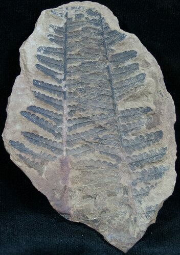 Million Year Old Fern Fossil - #7452